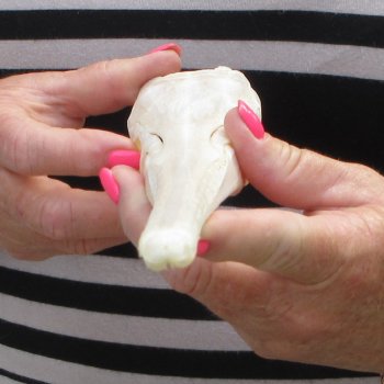 A-Grade 12-1/4" Longnose Gar Skull 