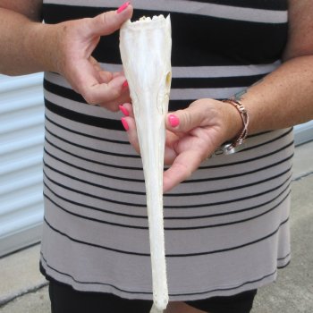 A-Grade 12-1/4" Longnose Gar Skull 