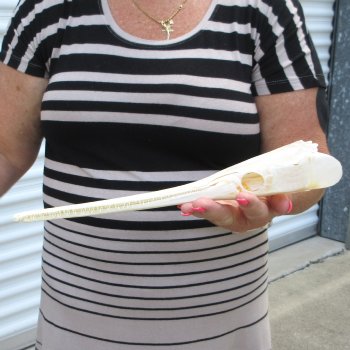 A-Grade 12-1/4" Longnose Gar Skull 