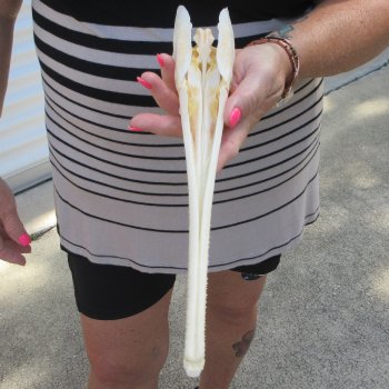 A-Grade 12-1/4" Longnose Gar Skull 