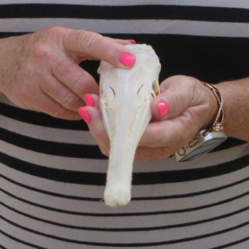 A-Grade 13-1/4" Longnose Gar Skull 