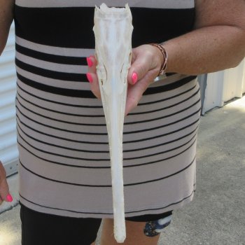A-Grade 13-1/4" Longnose Gar Skull 