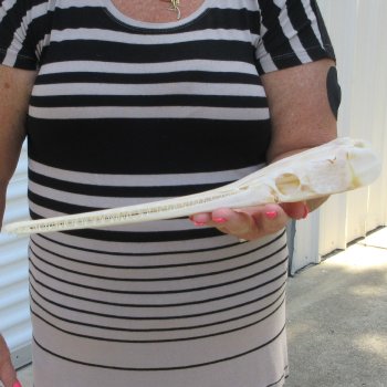 A-Grade 13-1/4" Longnose Gar Skull 