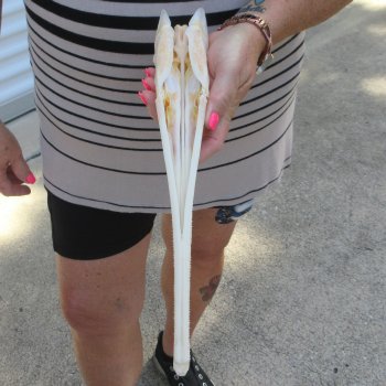 A-Grade 13-1/4" Longnose Gar Skull 