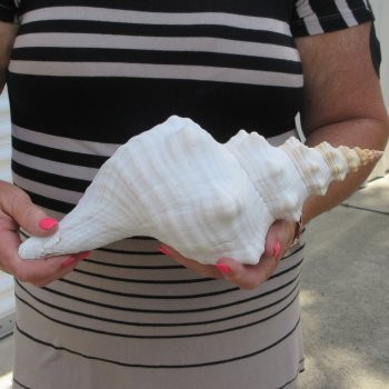 13 inch Horse Conch