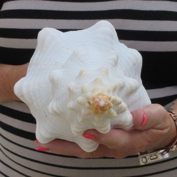 13 inch Horse Conch