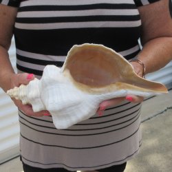 13 inch Horse Conch