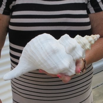 13 inch Horse Conch