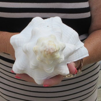 13 inch Horse Conch