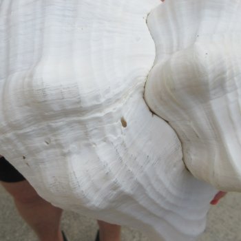 13 inch Horse Conch