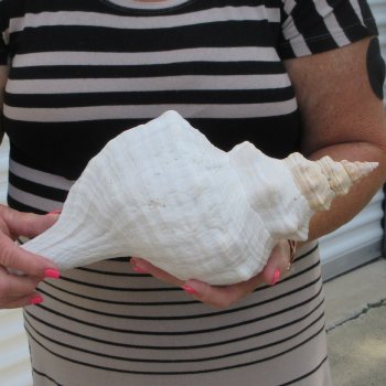 13 inch Horse Conch