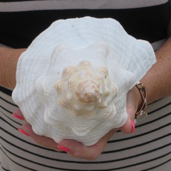 13 inch Horse Conch
