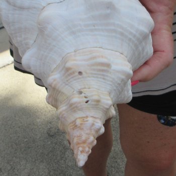13 inch Horse Conch
