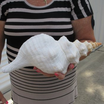 13-1/2 inch Horse Conch