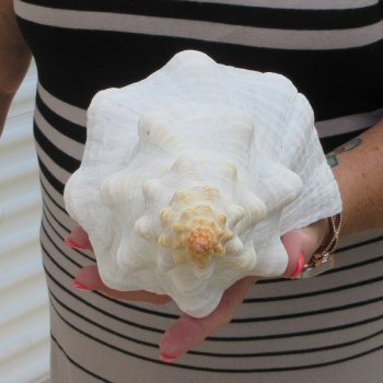 13-1/2 inch Horse Conch