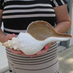 13 inch Horse Conch