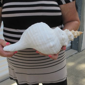 13 inch Horse Conch