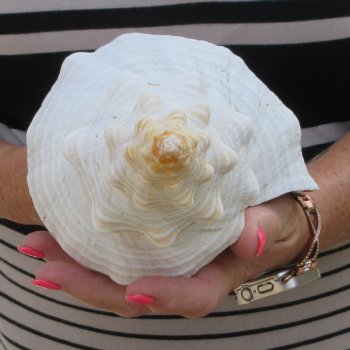 13 inch Horse Conch