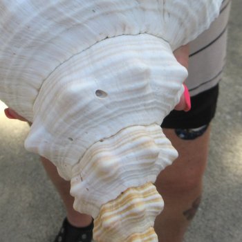13 inch Horse Conch