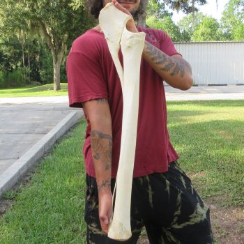 Authentic 33 inch Giraffe Radius Leg bone