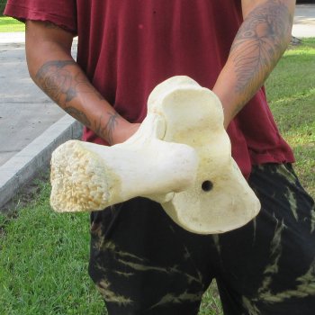 Authentic 33 inch Giraffe Radius Leg bone