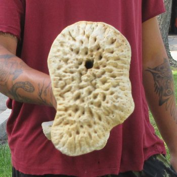 Authentic 33 inch Giraffe Radius Leg bone