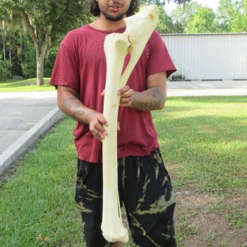 Authentic 37 inch Giraffe Radius Leg bone