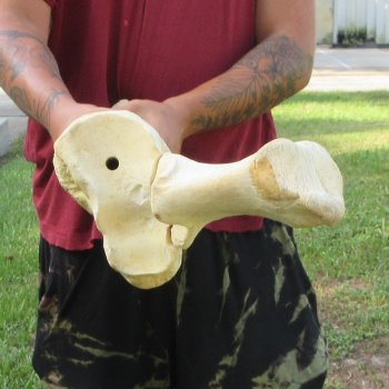 Authentic 37 inch Giraffe Radius Leg bone