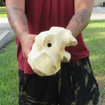 Authentic 37 inch Giraffe Radius Leg bone