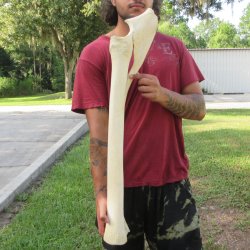 Authentic 34 inch G...