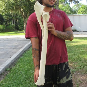 Authentic 34 inch Giraffe Radius Leg bone