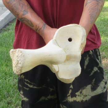 Authentic 34 inch Giraffe Radius Leg bone