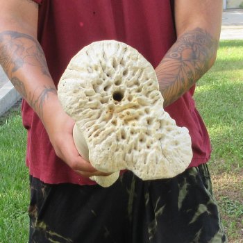 Authentic 34 inch Giraffe Radius Leg bone