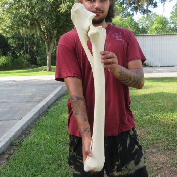 Authentic 32-1/2 inch Giraffe Radius Leg bone