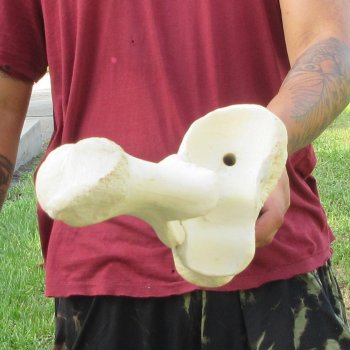 Authentic 32-1/2 inch Giraffe Radius Leg bone