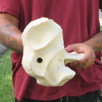 Authentic 32-1/2 inch Giraffe Radius Leg bone