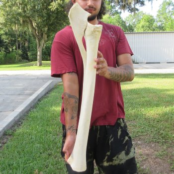 Authentic 33-1/2 inch Giraffe Radius Leg bone