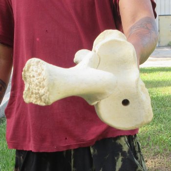 Authentic 33-1/2 inch Giraffe Radius Leg bone