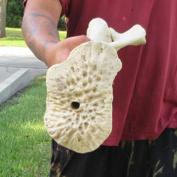 Authentic 33-1/2 inch Giraffe Radius Leg bone