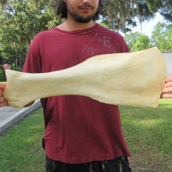 24-1/4 Inch Giraffe Shoulder Blade 