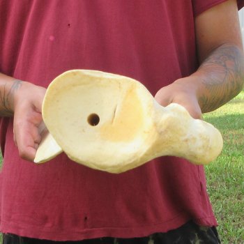 24-1/4 Inch Giraffe Shoulder Blade 