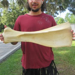25 Inch Giraffe Sho...