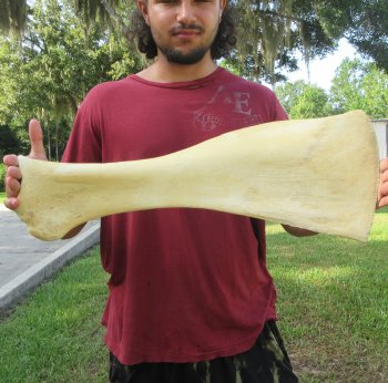 25 Inch Giraffe Shoulder Blade 