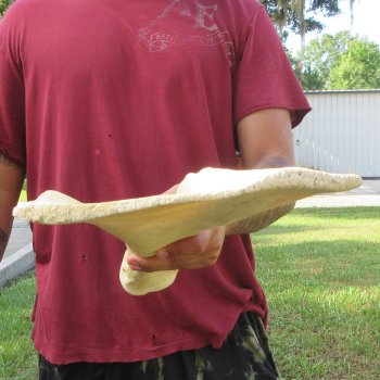 25 Inch Giraffe Shoulder Blade 