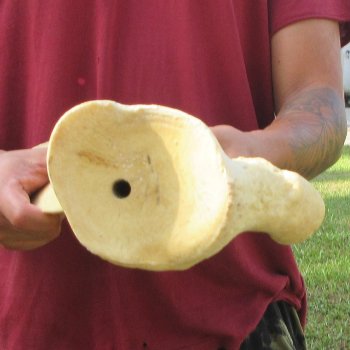 25 Inch Giraffe Shoulder Blade 