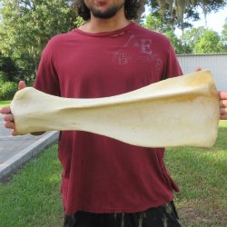 23 Inch Giraffe Sho...