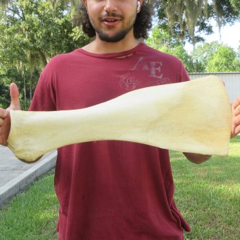 23 Inch Giraffe Shoulder Blade 