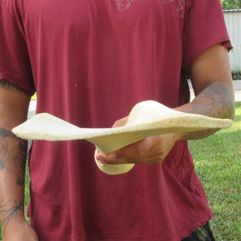 23 Inch Giraffe Shoulder Blade 