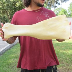 24 Inch Giraffe Sho...