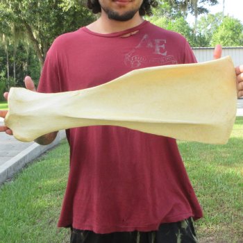 24 Inch Giraffe Shoulder Blade 